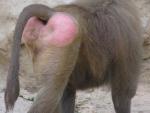 baboon.jpg