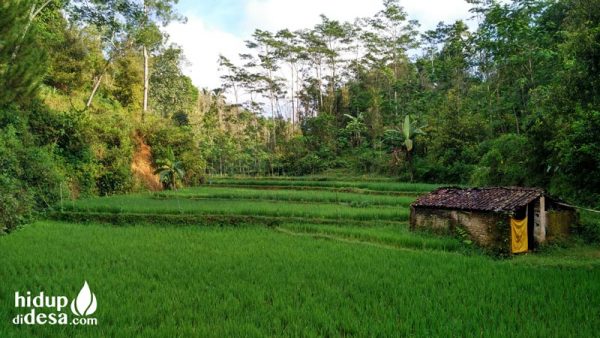 Belik Hidup di Desa