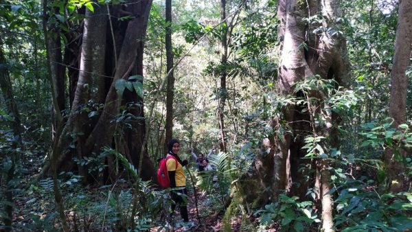 Hutan Tamblingan