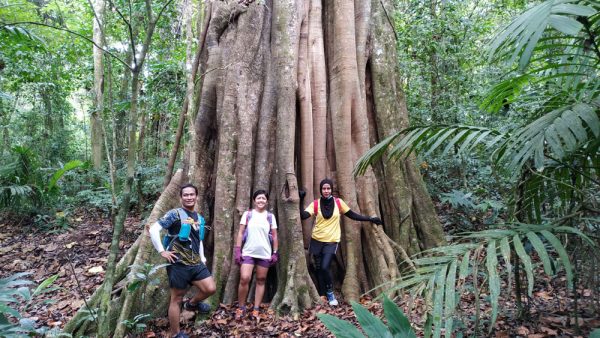 Pohon di Hutan Tamblingan